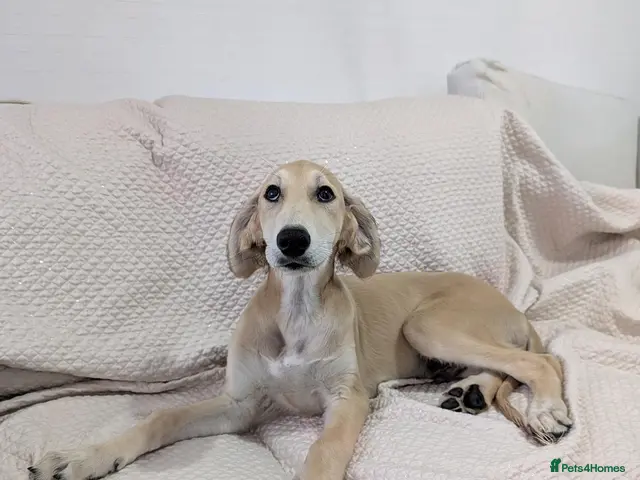 Saluki dogs for sale: Stunning Saluki Boy - Advert 2