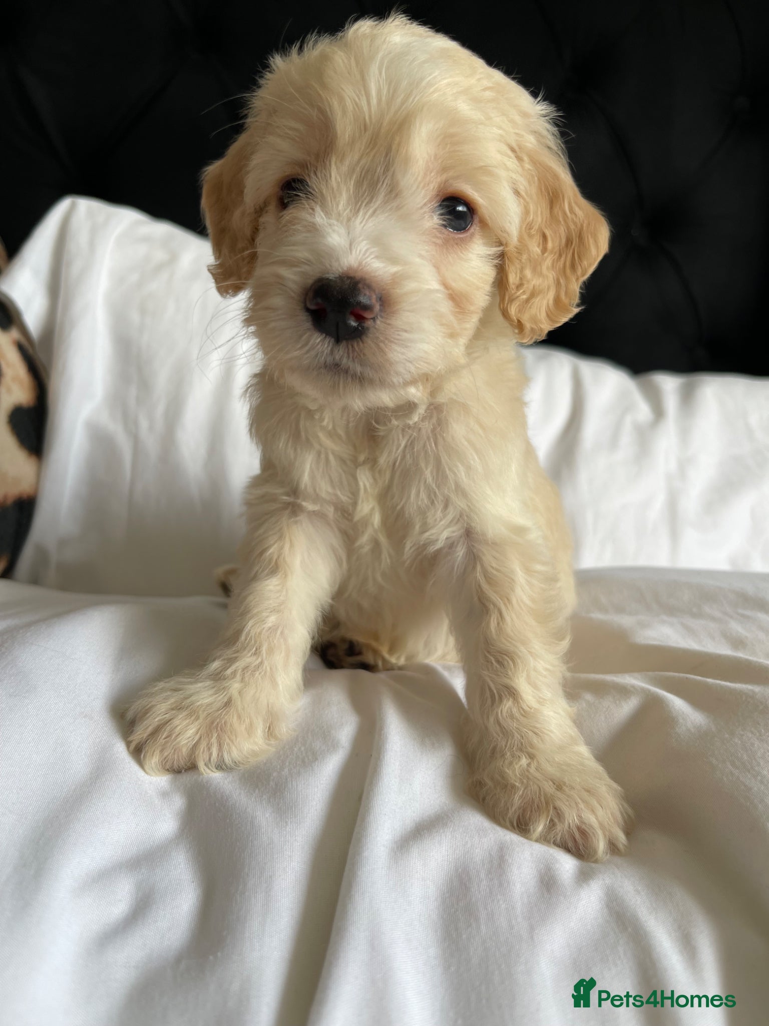 Cockapoo dogs Cockapoo puppies  - Advert 4