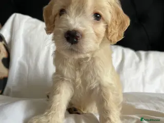 Cockapoo dogs Cockapoo puppies - Advert 4