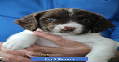 English Springer Spaniel dogs - Advert 8