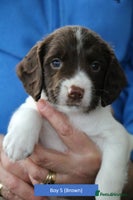 English Springer Spaniel dogs - Advert 8