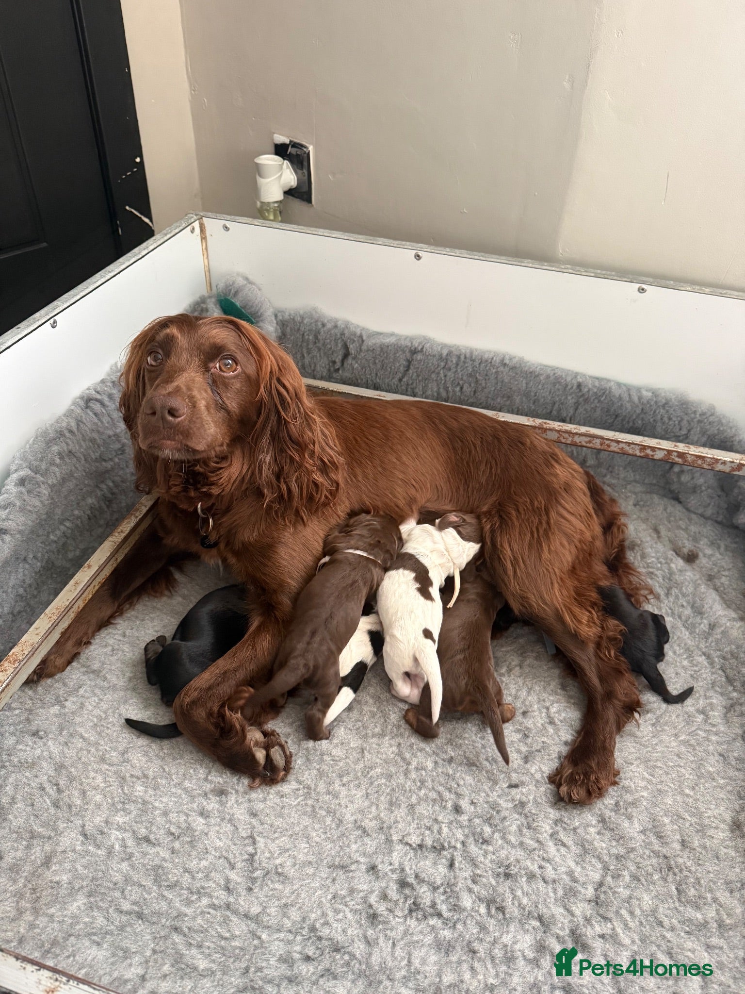 Cocker Spaniel dogs FTCH working cocker spaniel lines  - Advert 2