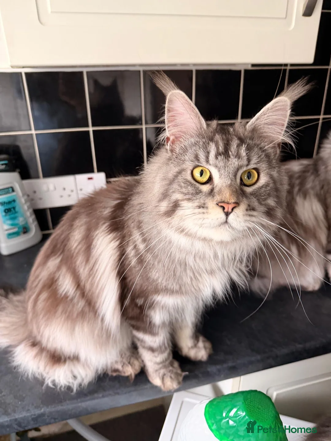 Maine Coon cats for sale: Male Maine Coone Silver Tabby - Advert 2