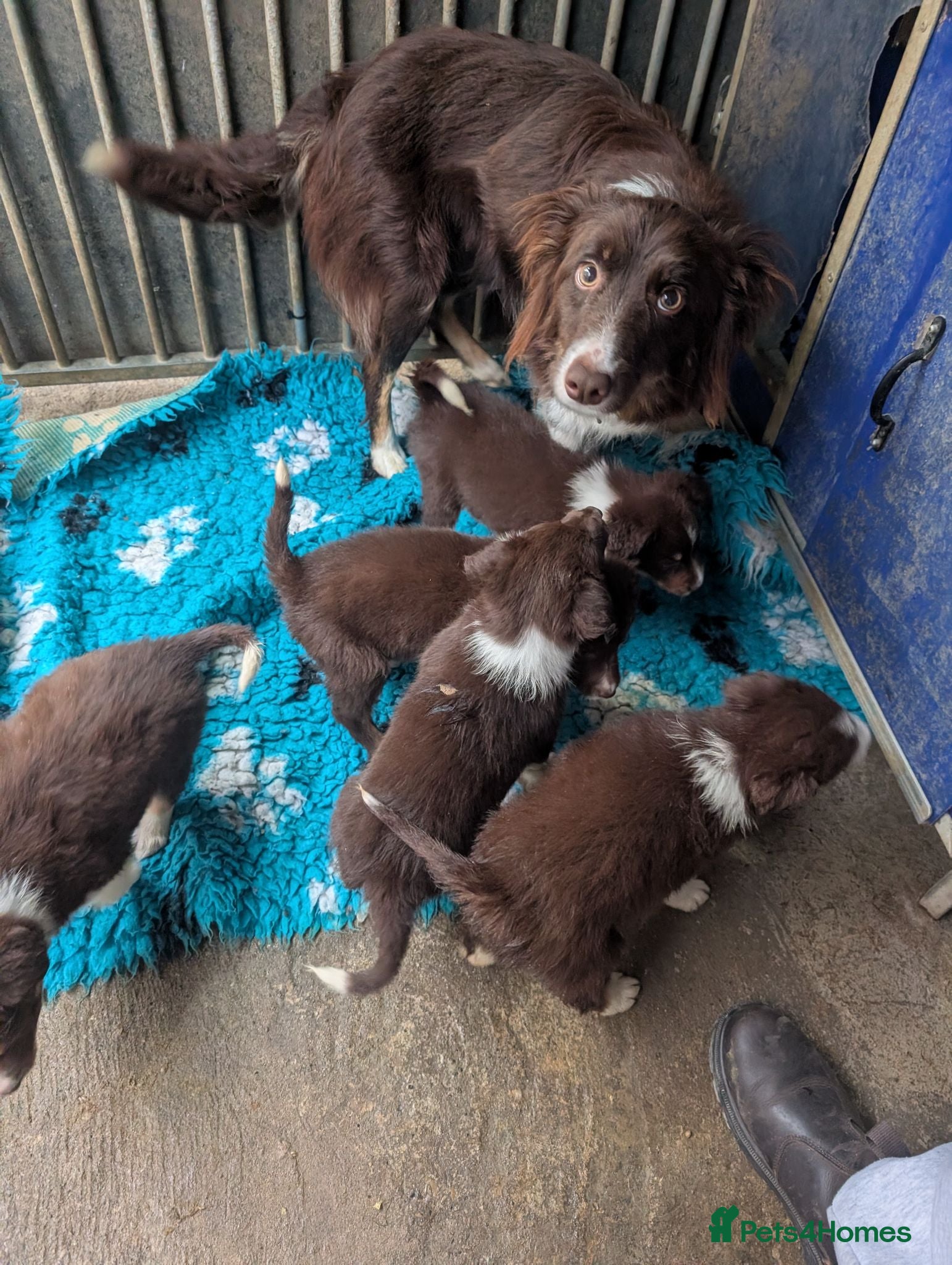 Border Collie dogs Red Tri isds registered pups  - Advert 2