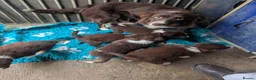 Border Collie dogs for sale: Red Tri isds registered pups  in Richmond - Advert 2