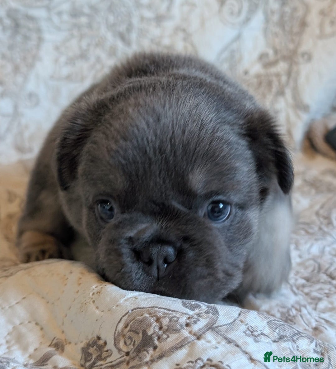 French Bulldog dogs for sale: Frenchie puppies  - Advert 8