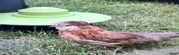 Chickens poultry for sale: Gold duckwing Araucanas - Advert 4