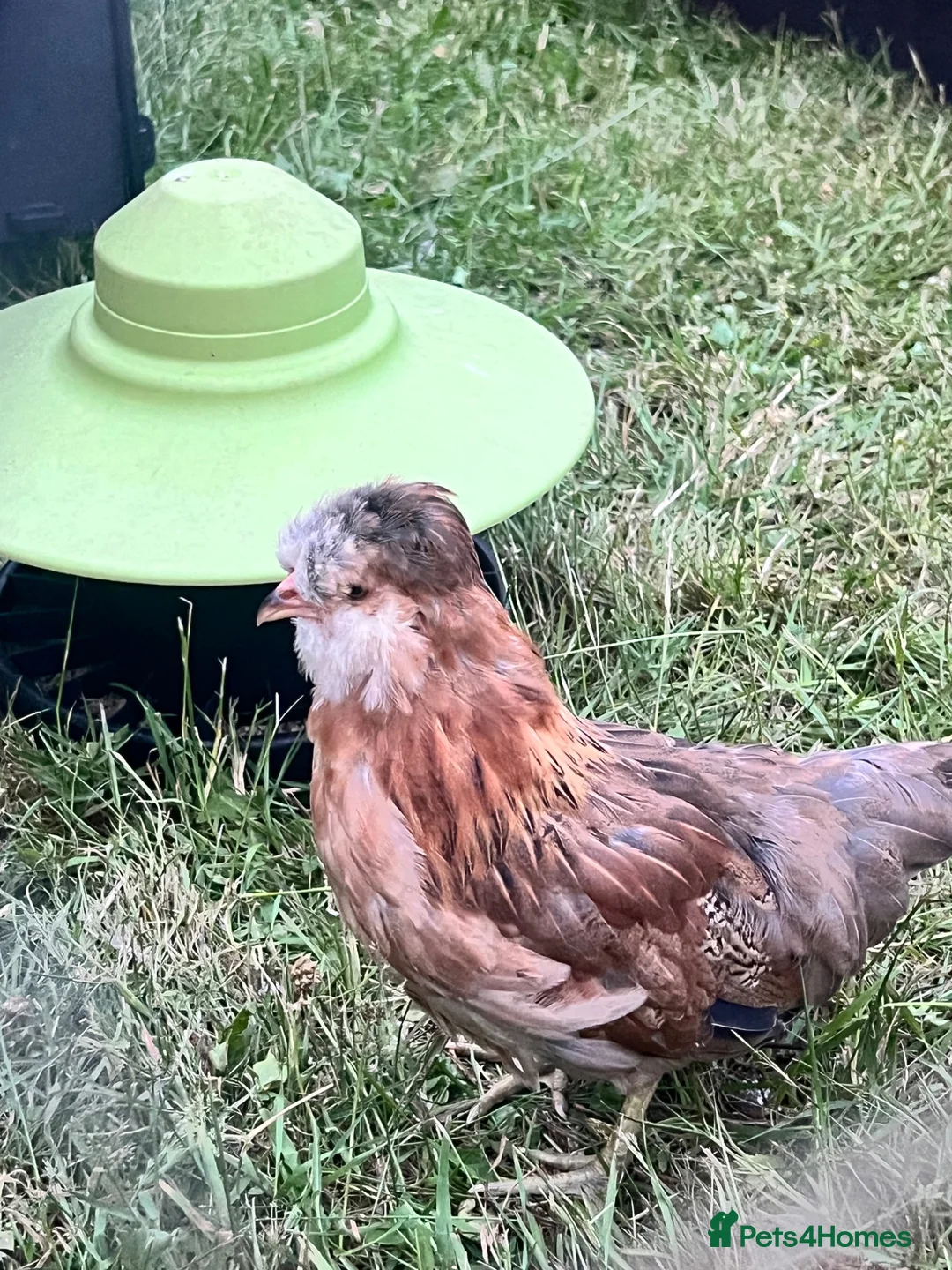 Chickens poultry for sale: Gold duckwing Araucanas - Advert 4