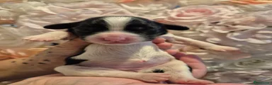 English Springer Spaniel 5
