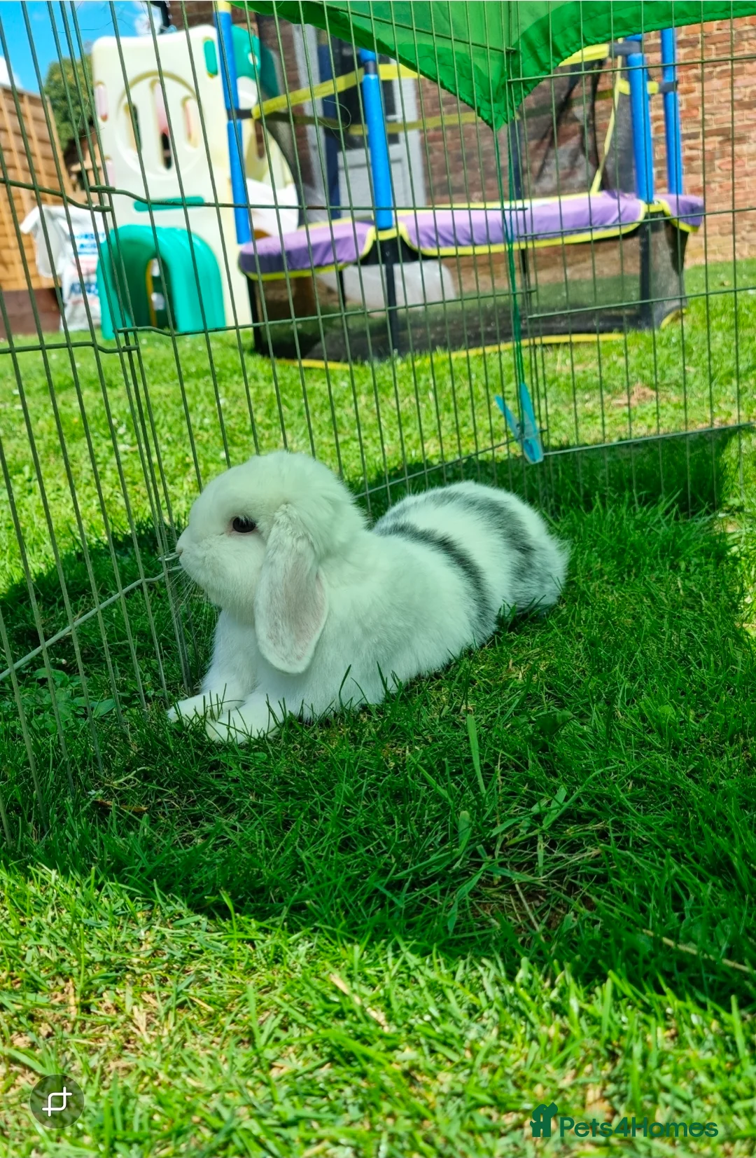 Mini Lop rabbits for sale: 3 rabbits looking for new homes - Advert 3