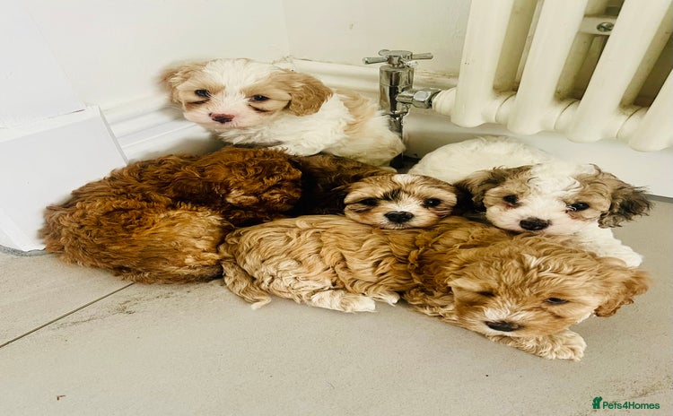 Cavapoochon dogs - Advert 1
