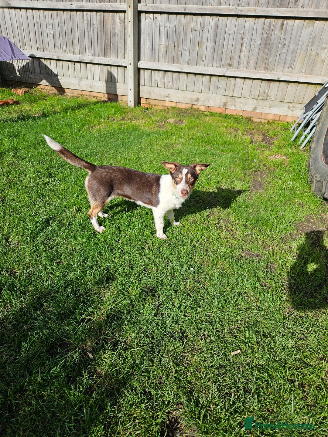 Mixed Breed dogs for sale: Loving Collie x dachshund looking for new home - Image 1