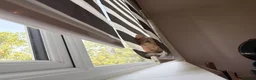 Domestic Shorthair cats for sale: 2 cream boys with all belongings  - Advert 15