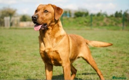 Labrador Retriever dogs for sale: Kc Registered Red labrador puppies  - Image 24