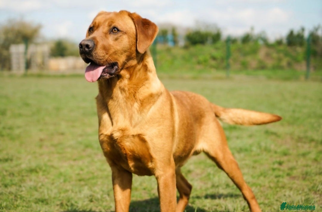 Labrador Retriever dogs for sale: Kc Registered Red labrador puppies  - Image 24