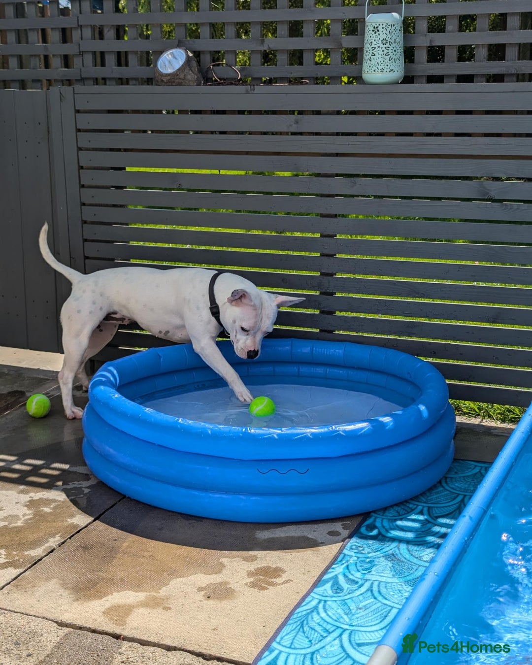 Mixed Breed dogs for sale: Bella needs a loving home  - Advert 5