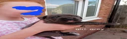 Cane Corso dogs for sale: Blue beautifull Cane Corso.  in Tamworth - Advert 12