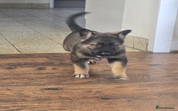 Mixed Breed dogs for sale: German Shepherd x Northern Inuit Puppies - Image 7