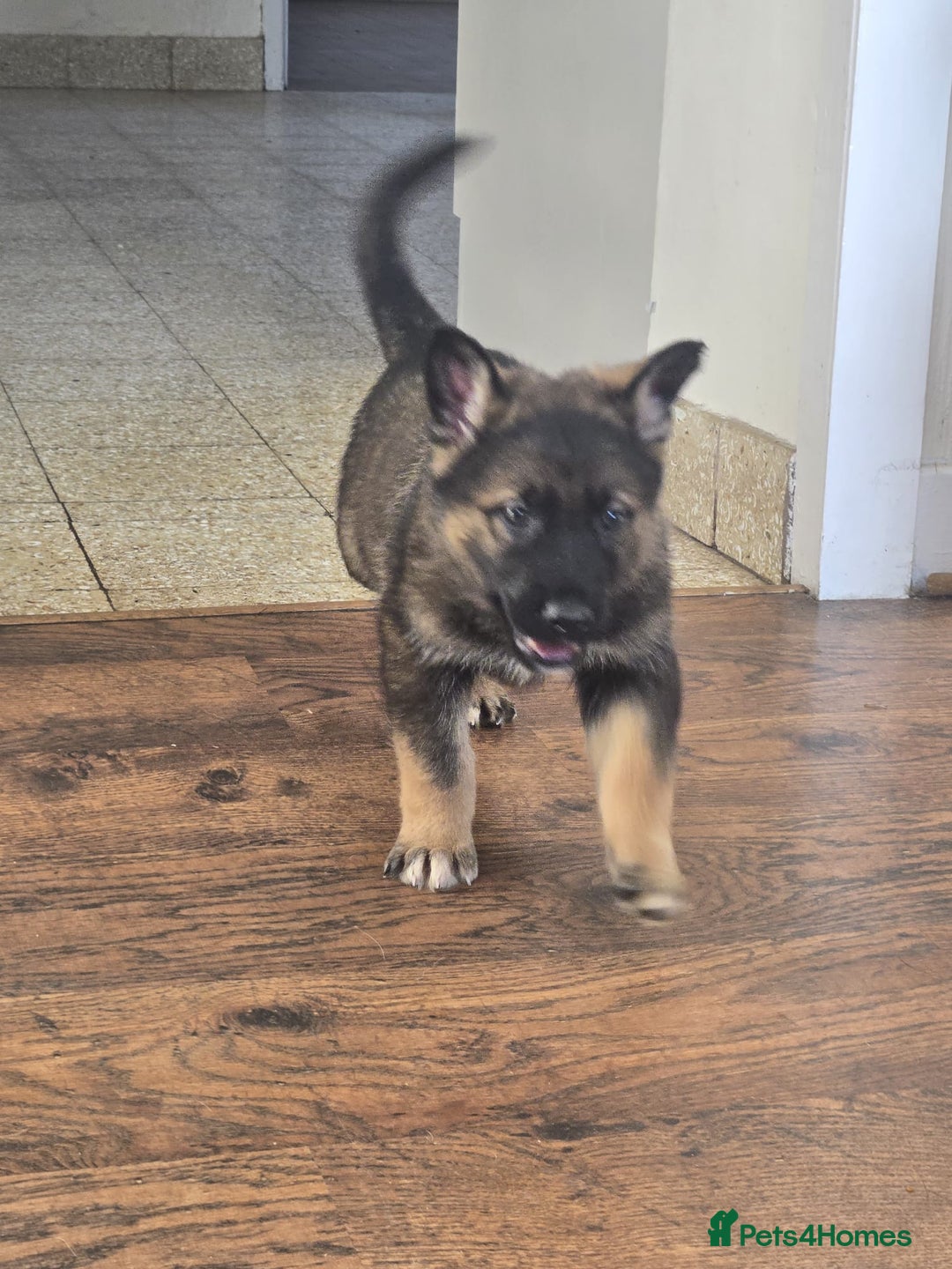 Mixed Breed dogs for sale: German Shepherd x Northern Inuit Puppies - Image 7