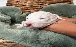 Bernedoodle dogs for sale: Miniature Bernedoodle Puppies - Image 22