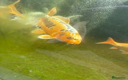 Other/Mixed Breed fish for sale: Koi carp, orphs, mirror carp - Image 16