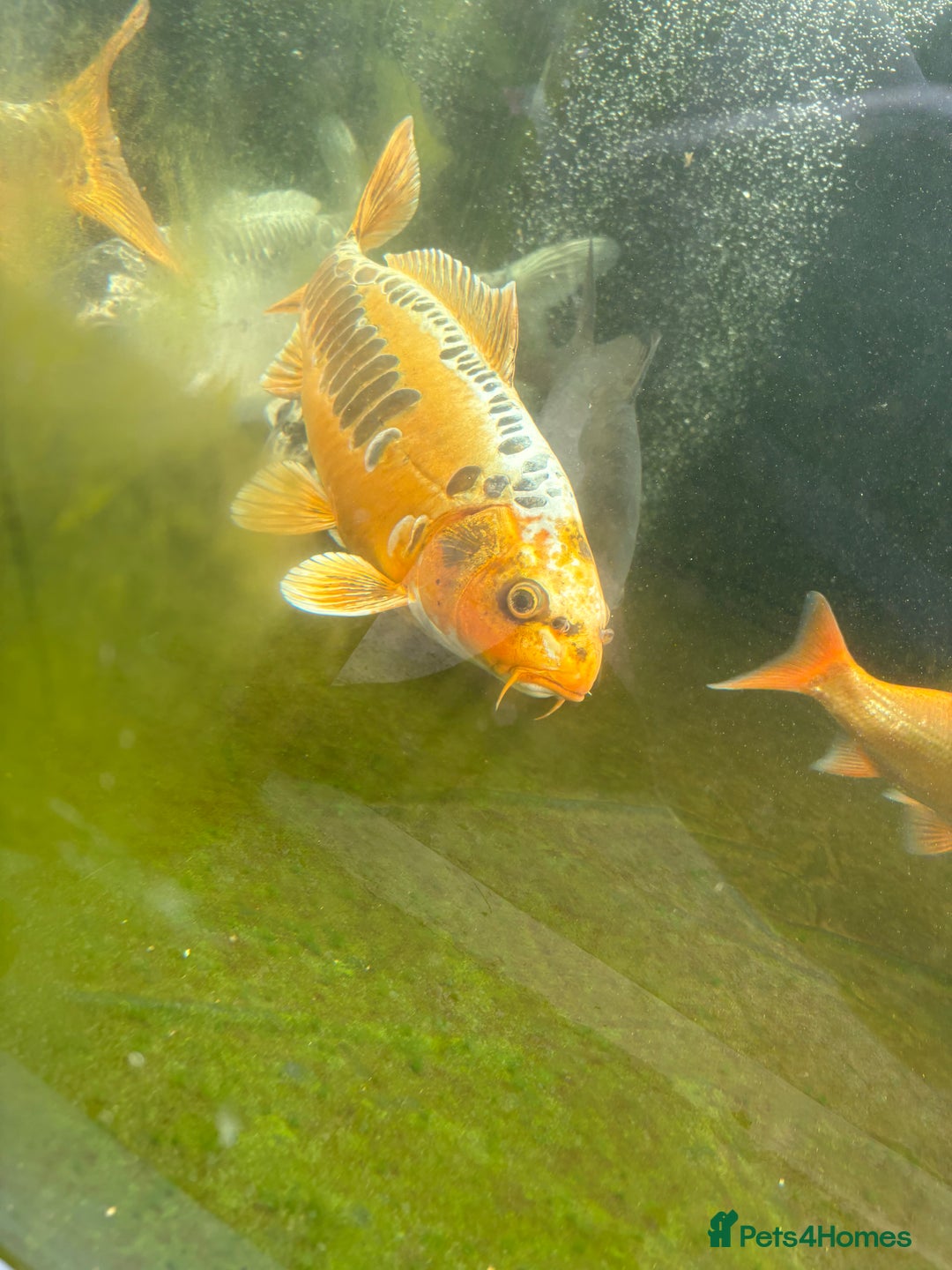 Other/Mixed Breed fish for sale: Koi carp, orphs, mirror carp - Image 16