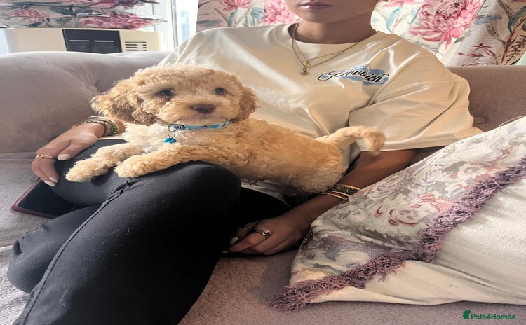 Cavapoo dogs - Advert 8