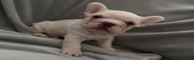 French Bulldog Puppy 1