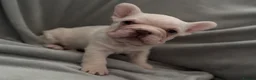 French Bulldog dogs for sale: French bulldogs puppies  - Advert 17