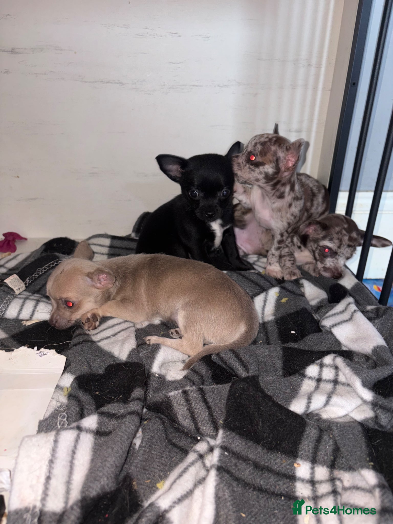 Chihuahua dogs 2 left! Ready!  chihuahua pups - Advert 15