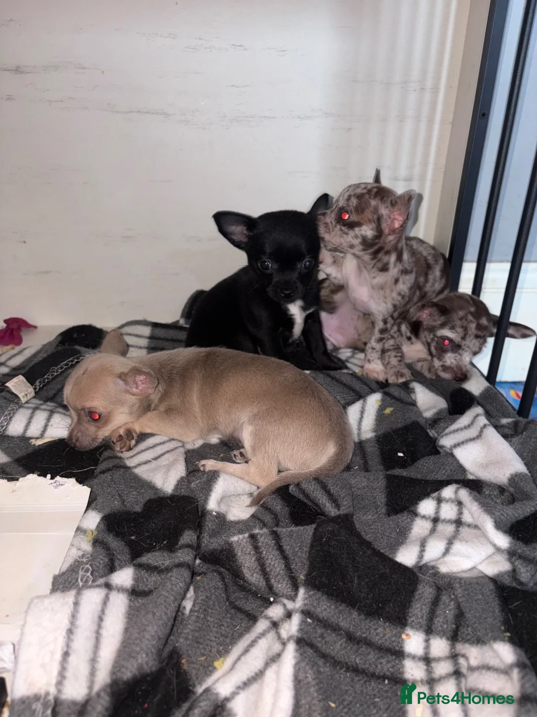 Chihuahua dogs for sale: 2 left! Ready!  chihuahua pups - Advert 1