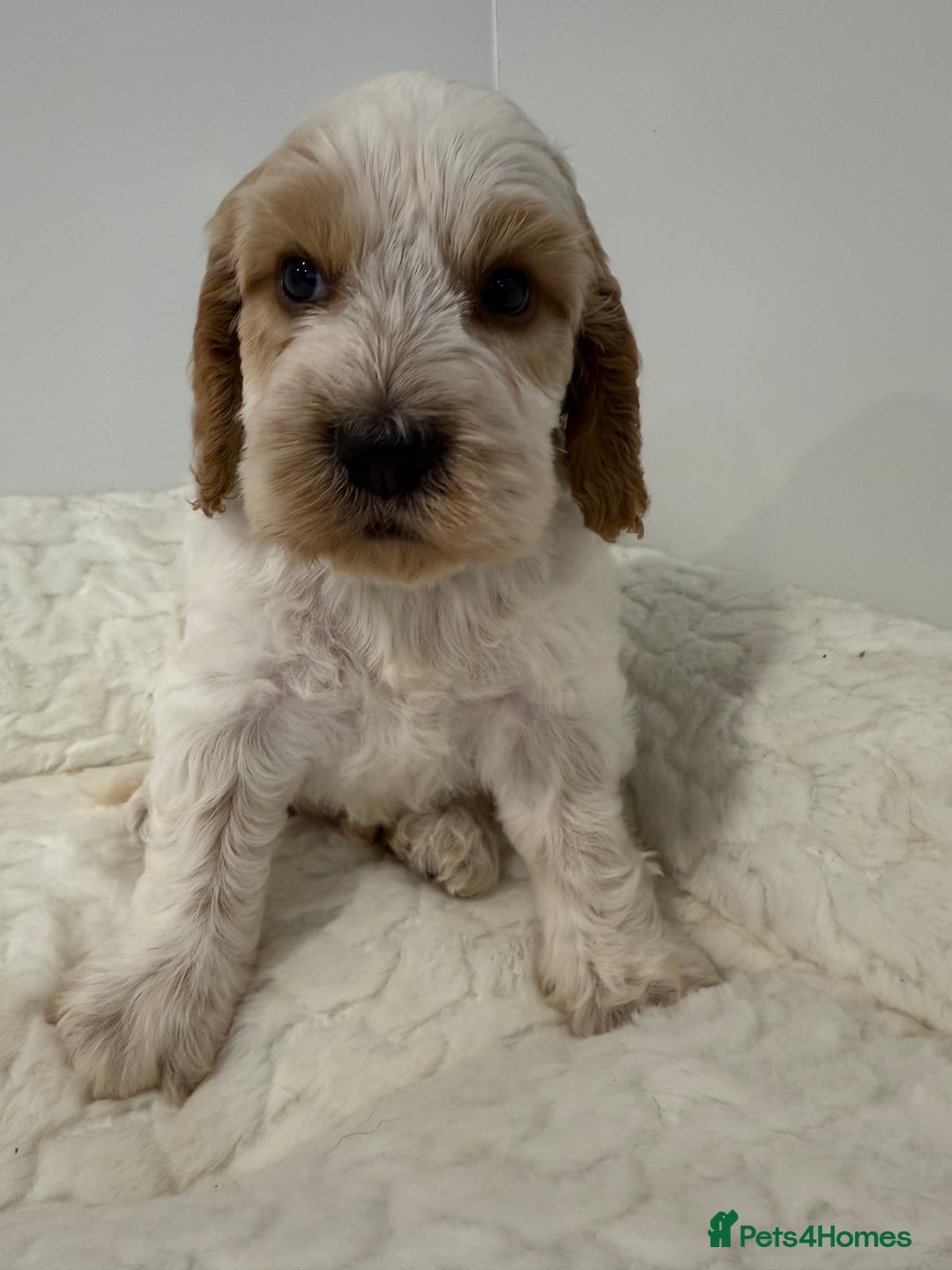 Cockapoo dogs for sale: Wait list open for our upcoming litter. - Advert 13