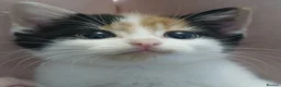 Mixed Breed cats for sale: Female calico kittens  - Advert 1