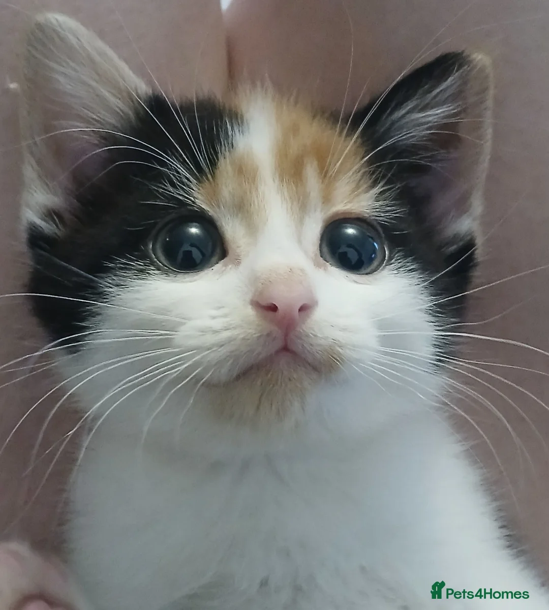 Mixed Breed cats for sale: Female calico kittens  - Advert 1