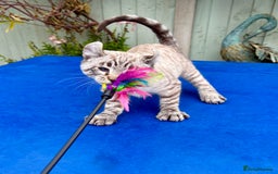 Savannah cats for sale: Awesome snow leopard Keetso male  - Image 20