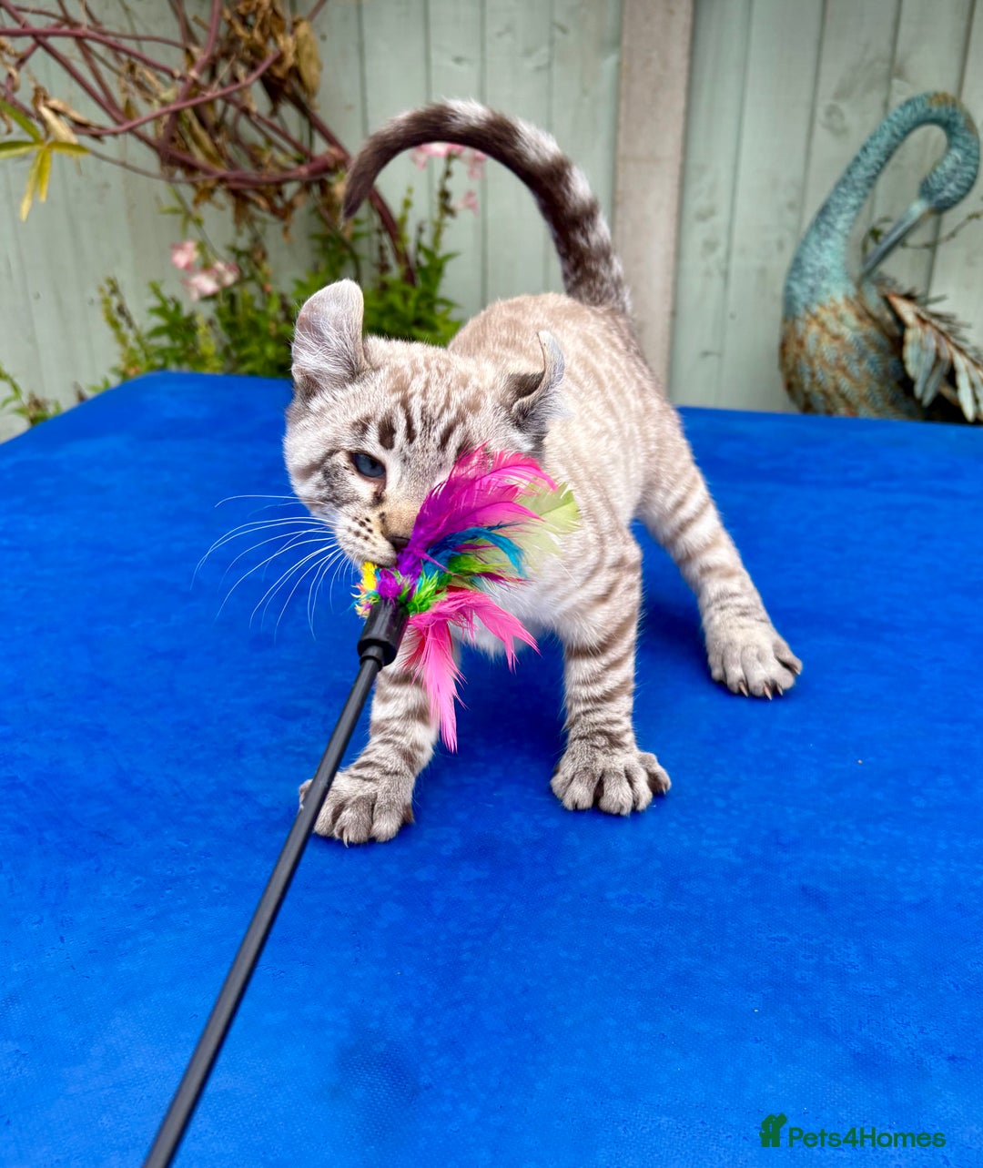 Savannah cats for sale: Awesome snow leopard Keetso male  - Image 20