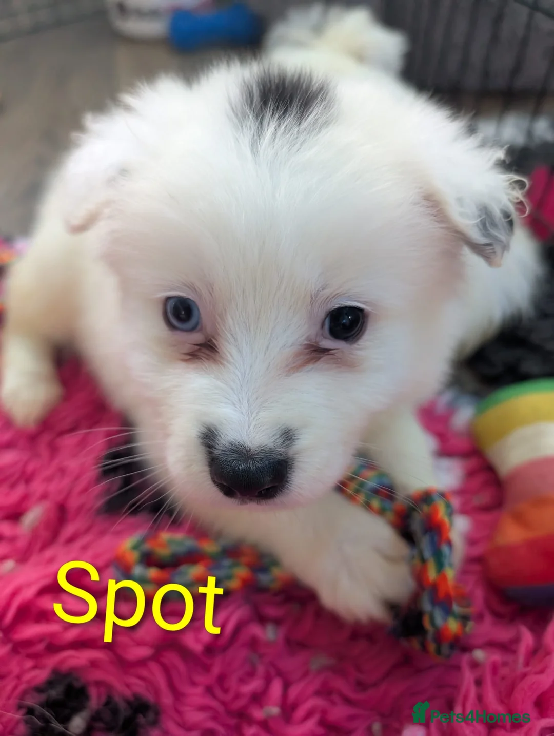 Mixed Breed dogs for sale: Samoyed X Welsh Border Collie Puppies - Advert 5