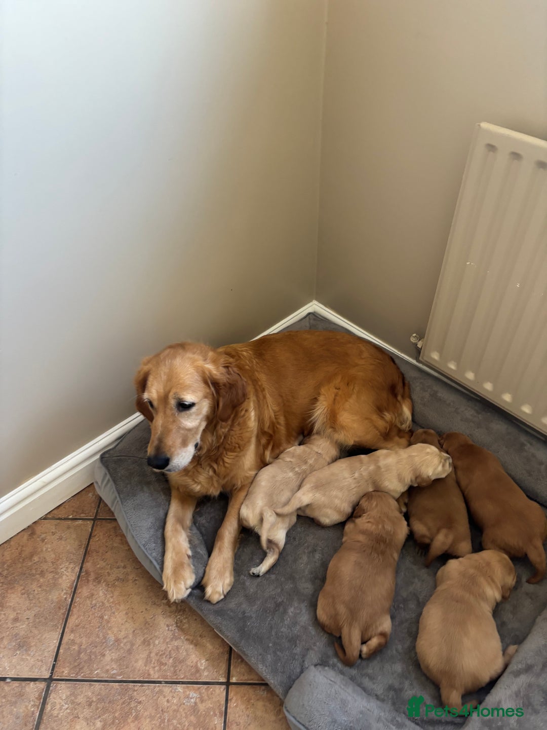 Golden Retriever dogs for sale: Beautiful KC Registered Golden Retrievers for Sale - Image 9
