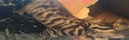 Bengal cats for sale: Snow lynx bengal x kittens  - Advert 13