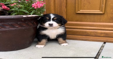 Bernese Mountain Dog dogs - Advert 1
