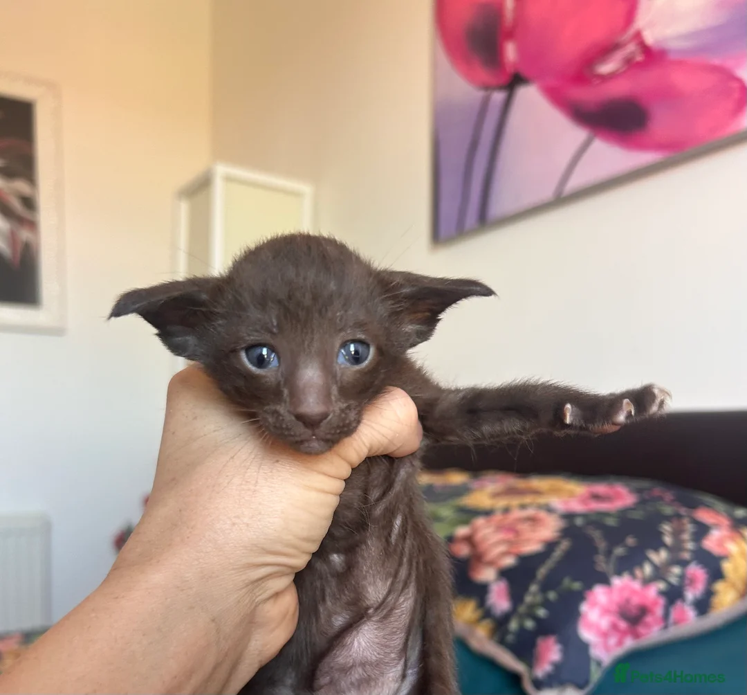 Oriental cats for sale: Oriental beautiful kittens  - Advert 5