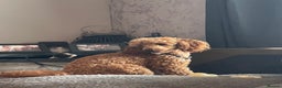 Toy Poodle dogs for stud: Beautiful, proven toy poodle for stud - Advert 5