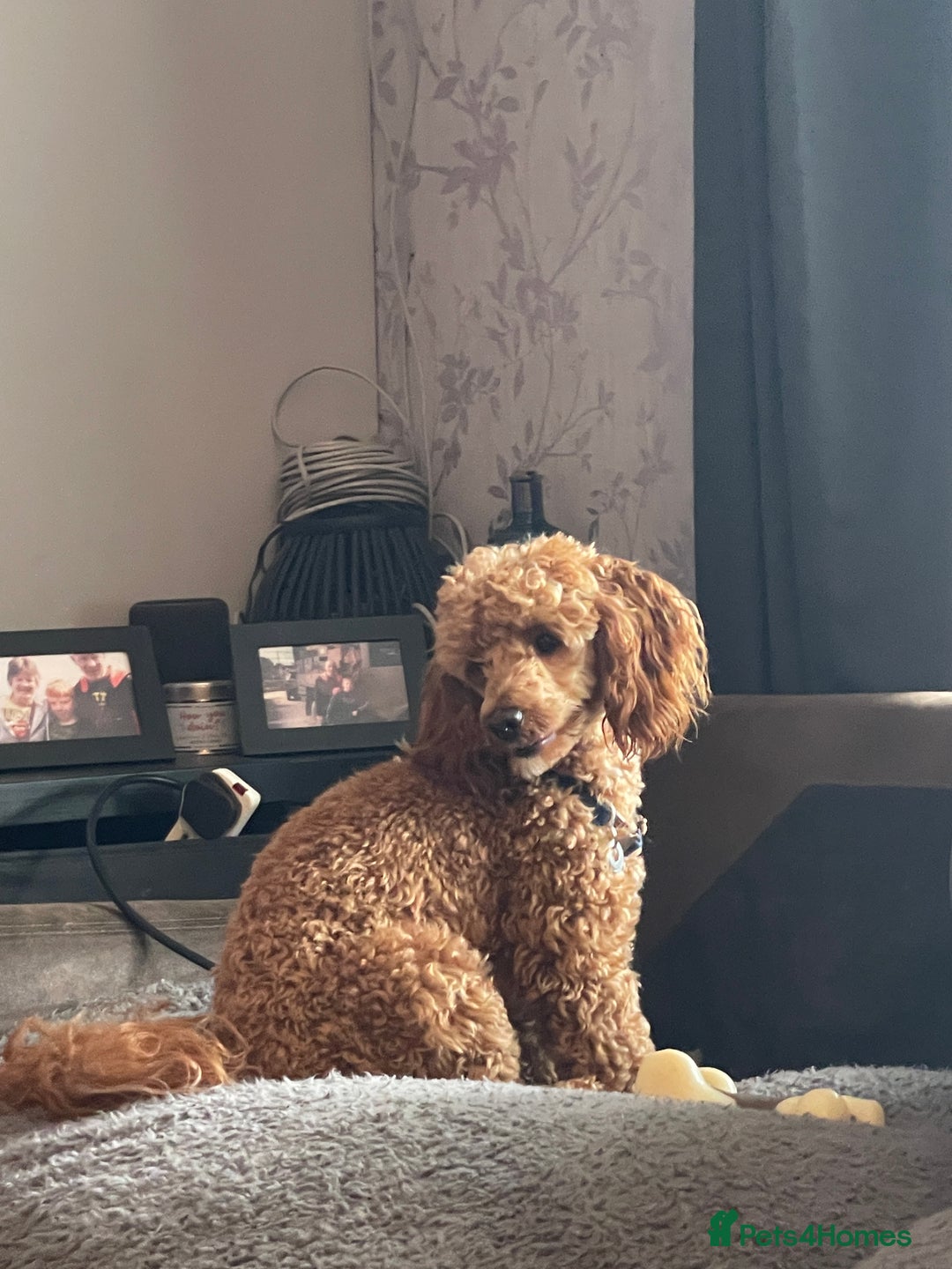 Toy Poodle dogs for stud: Beautiful, proven toy poodle for stud - Advert 5