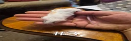 Mouse rodents for sale: 4 Cute Female Baby Fancy Mice - Advert 6