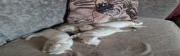 Bengal cats for sale: 🤍🩶 GORGEOUS BENGAL KITTENS 🩶🤍 - Advert 3