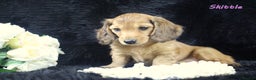 Miniature Dachshund dogs for sale: KC PRA Clear Mini Longhair Daxies – Dapple - Advert 17