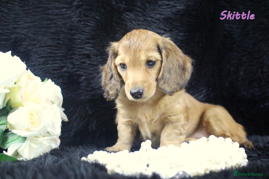 Miniature Dachshund dogs for sale: KC PRA Clear Mini Longhair Daxies – Dapple - Advert 17