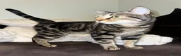Bengal cats for sale: Bengal X British - adult rehome - Advert 2