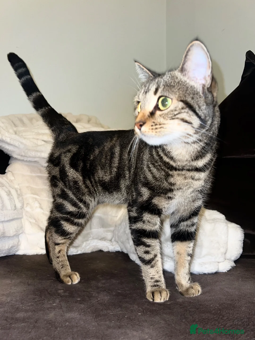 Bengal cats for sale: Bengal X British - adult rehome - Advert 2