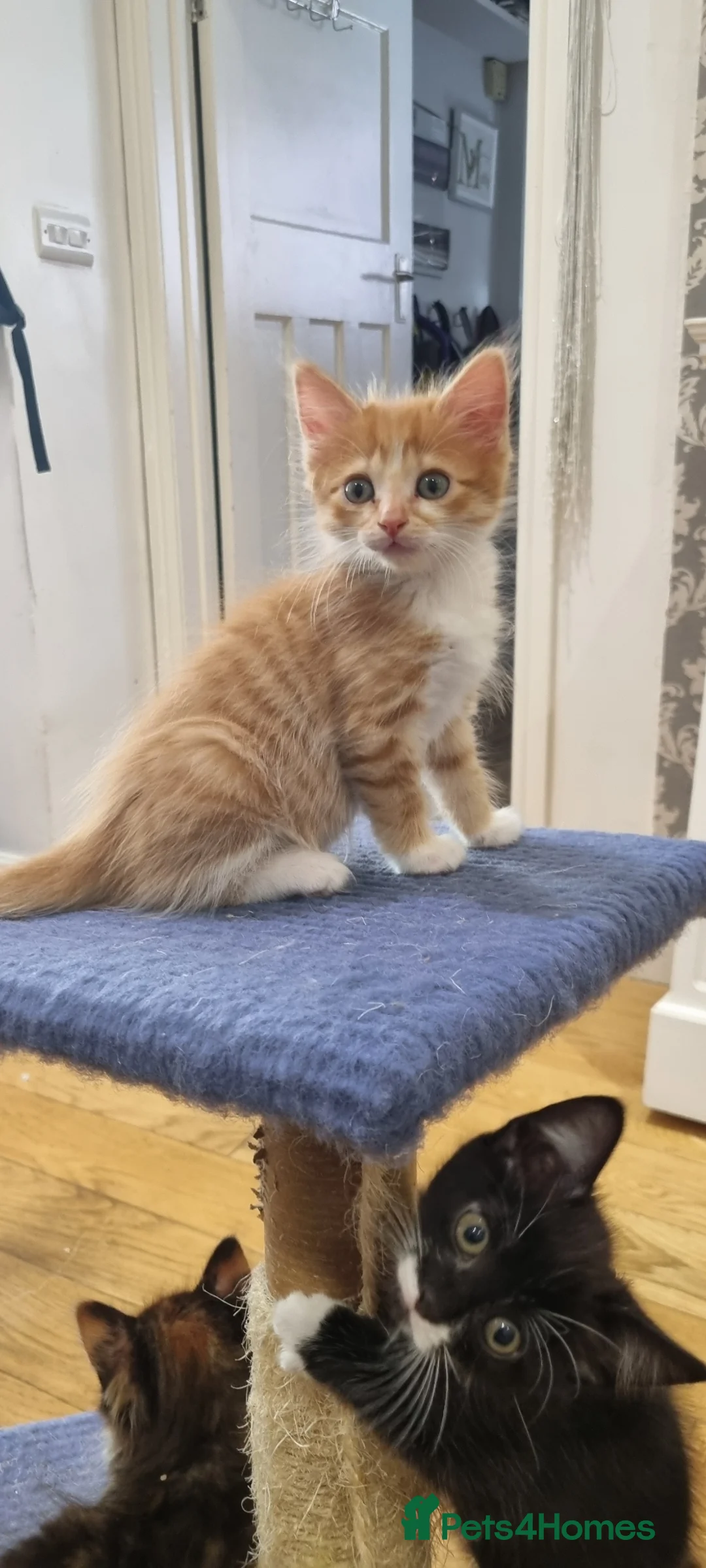 Domestic Shorthair cats for sale: 5 Gorgeous Kittens for Sale - Advert 6